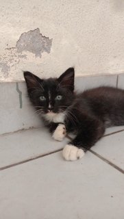 Tiga Budak Gebu - Domestic Medium Hair Cat