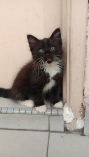 Tiga Budak Gebu - Domestic Medium Hair Cat