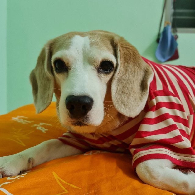 Coffee Chai - Beagle Dog