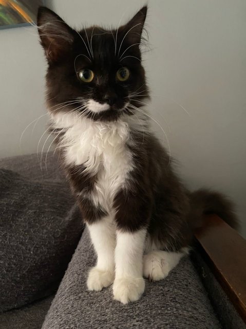 Chester - Norwegian Forest Cat + Persian Cat