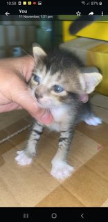 1 Month Blue Eyes Kitten - Domestic Medium Hair Cat