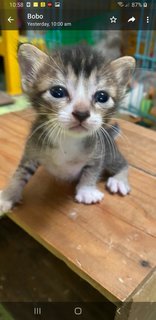 1 Month Blue Eyes Kitten - Domestic Medium Hair Cat