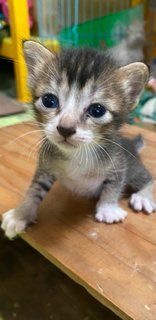 1 Month Blue Eyes Kitten - Domestic Medium Hair Cat