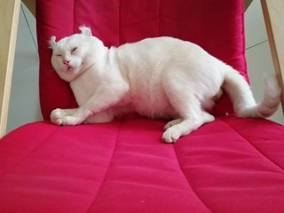 Snoopy - American Curl Cat