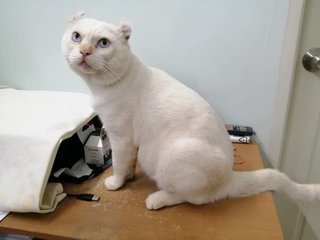 Snoopy - American Curl Cat