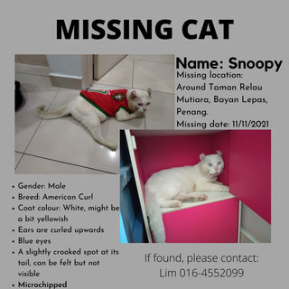 Snoopy - American Curl Cat