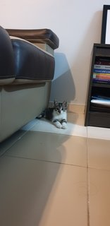 Muhsin - Domestic Short Hair Cat