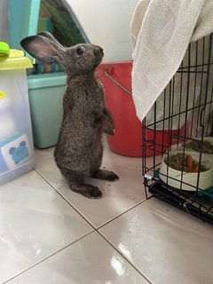 Walter - Rex Rabbit