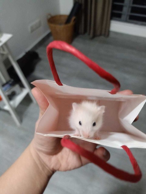 Rosey The Syrian - Syrian / Golden Hamster Hamster