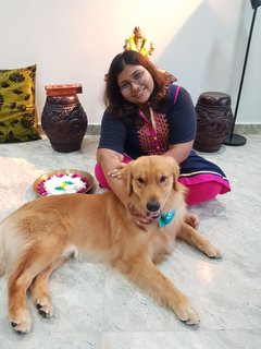 Krish.b - Golden Retriever Dog