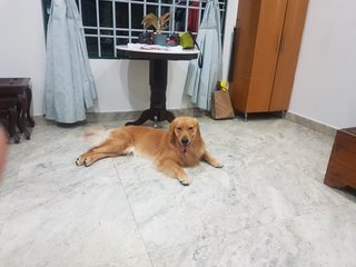 Krish.b - Golden Retriever Dog