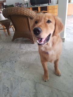 Krish.b - Golden Retriever Dog