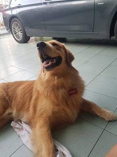 Krish.b - Golden Retriever Dog