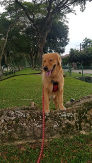 Krish.b - Golden Retriever Dog