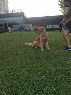 Krish.b - Golden Retriever Dog