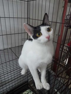 Panda, 6 months neutered