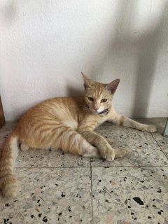 Orange, Mochi &amp; White - Domestic Short Hair Cat