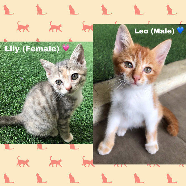 Leo And Lily (Kittens) - Domestic Short Hair Cat