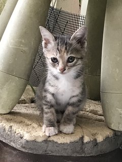 Leo And Lily (Kittens) - Domestic Short Hair Cat