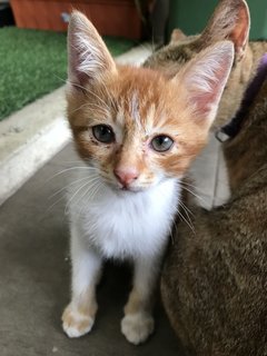 Leo And Lily (Kittens) - Domestic Short Hair Cat