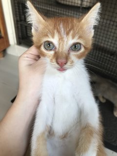 Leo And Lily (Kittens) - Domestic Short Hair Cat