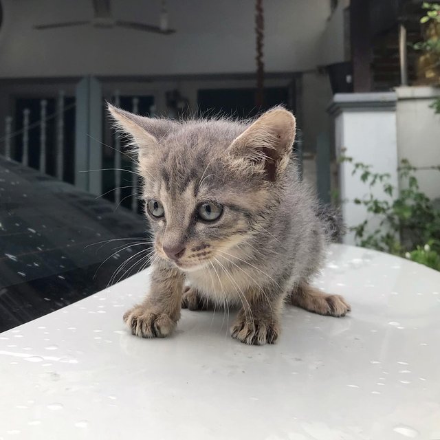 Liutenant Keke - Domestic Short Hair Cat