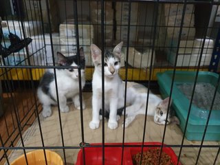 Kittens - Domestic Short Hair Cat