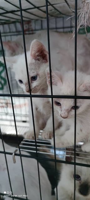 White Baby - Domestic Short Hair Cat