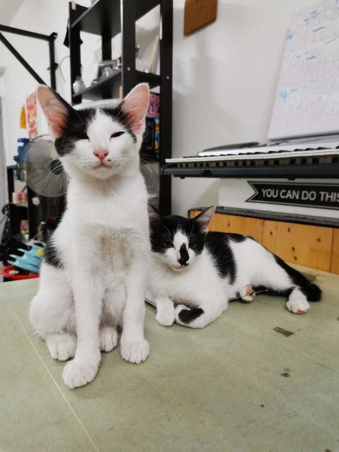 Da Jie &amp; San Jie 大姐和三姐 - Domestic Short Hair Cat