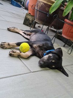 Sweety - Mixed Breed Dog