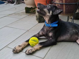 Sweety - Mixed Breed Dog