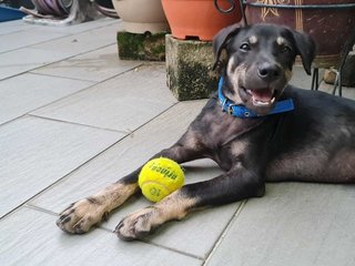 Sweety - Mixed Breed Dog