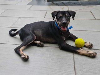 Sweety - Mixed Breed Dog