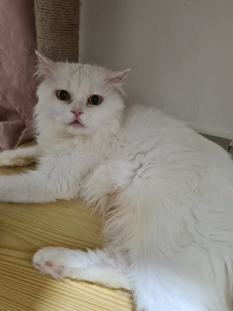 Siput - Persian Cat