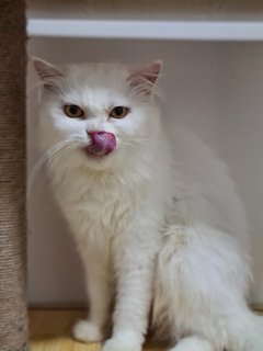 Siput - Persian Cat