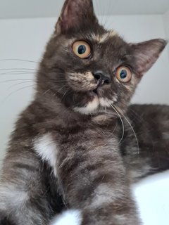 Luna - Maine Coon + Scottish Fold Cat