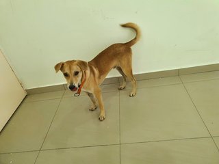 Mr Brown - Mixed Breed Dog