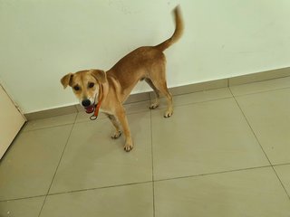 Mr Brown - Mixed Breed Dog