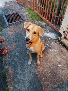 Mr Brown - Mixed Breed Dog