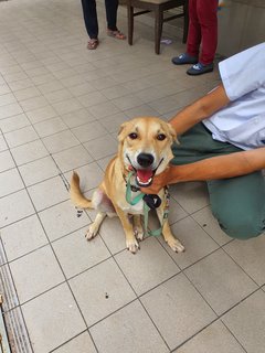 Mr Brown - Mixed Breed Dog