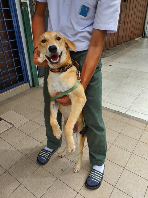 Mr Brown - Mixed Breed Dog