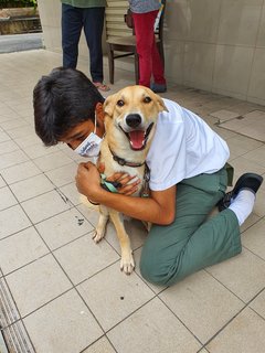 Mr Brown - Mixed Breed Dog