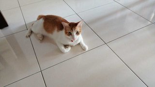 Heidi - Domestic Short Hair + Calico Cat