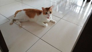 Heidi - Domestic Short Hair + Calico Cat