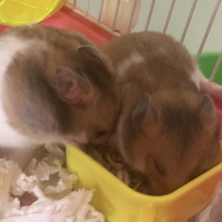 Lop &amp; Koki - Syrian / Golden Hamster Hamster