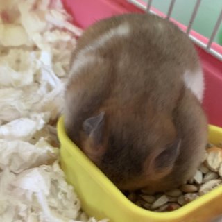 Lop &amp; Koki - Syrian / Golden Hamster Hamster