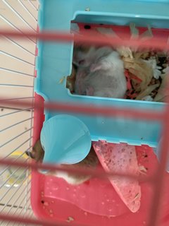 Lop &amp; Koki - Syrian / Golden Hamster Hamster