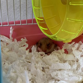 Lop &amp; Koki - Syrian / Golden Hamster Hamster