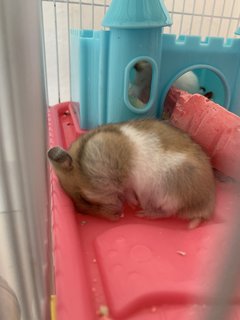 Lop &amp; Koki - Syrian / Golden Hamster Hamster