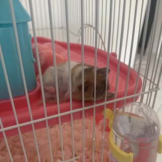 Lop &amp; Koki - Syrian / Golden Hamster Hamster